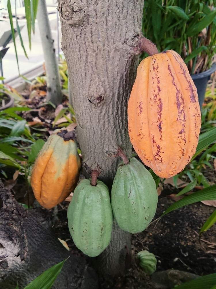 カカオノキの投稿画像 By 醜男さん カカオとスマホ撮影と野草と山野草と雑草と木の花とスマホ撮影と野草と山野草と雑草と木の花 月2月24日 Greensnap グリーンスナップ Greensnap グリーンスナップ