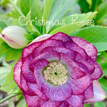 松浦園芸の投稿画像一覧 Greensnap グリーンスナップ