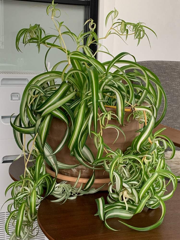 オリヅルラン ボニーの投稿画像 By てんてん65さん 24日は錦の日 月2月24日 Greensnap グリーンスナップ