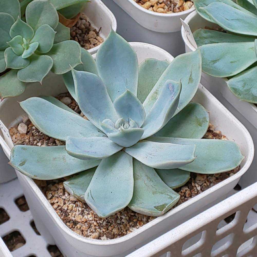 ❀269 スノーバニーの生長記録 2022.05.19更新｜🍀GreenSnap（グリーン