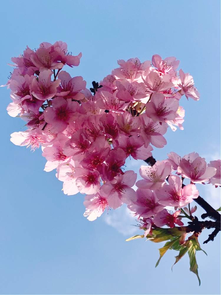 河津桜の投稿画像 By ゆくり さん ありがとう と ハート と花を愛でると深呼吸と のかたち かわいいな と心澄むとかわいいな とさくらとさくら サクラ 桜とお出かけ先とさくら とありがとう と ハート と花を愛でると深呼吸と のかたち かわいいな と心
