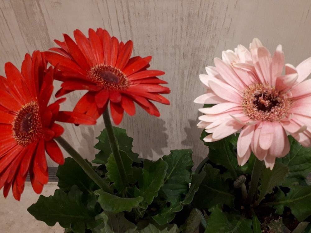 ガーベラの投稿画像 By モンちゃんさん 春のお花とピンクの花とナチュラルガーデンと多年草と赤い花と鉢植えと格安とオークションと花のある暮らしと玄関先 月2月24日 Greensnap グリーンスナップ