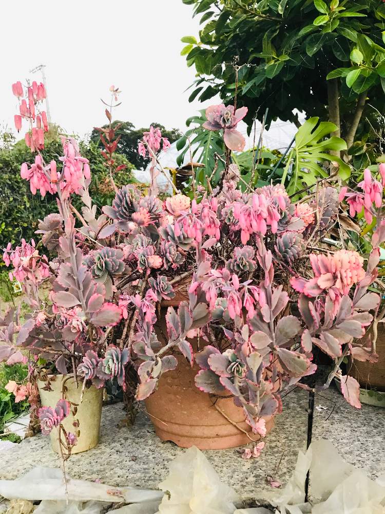 ゴムの木の投稿画像 By Bu Bu Chanさん 胡蝶の舞と裏庭と自宅にてと南国と癒しパワーと癒しとokinawaと沖縄と感謝と2月とピンク ピンクと我が家とno Green No Lifeと多肉女子と鉢植えと大きくなりすぎて と花のある暮らしと鉢からはみ出てるとおきなわとモンステラ