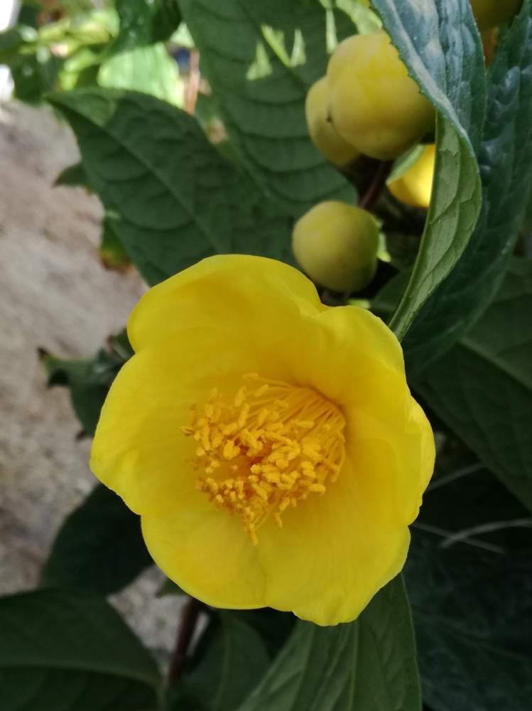 お出かけ先の投稿画像 By 浪平さん 黄色い花とつばき と黄色い花とつばき 月2月25日 Greensnap グリーンスナップ Greensnap グリーンスナップ