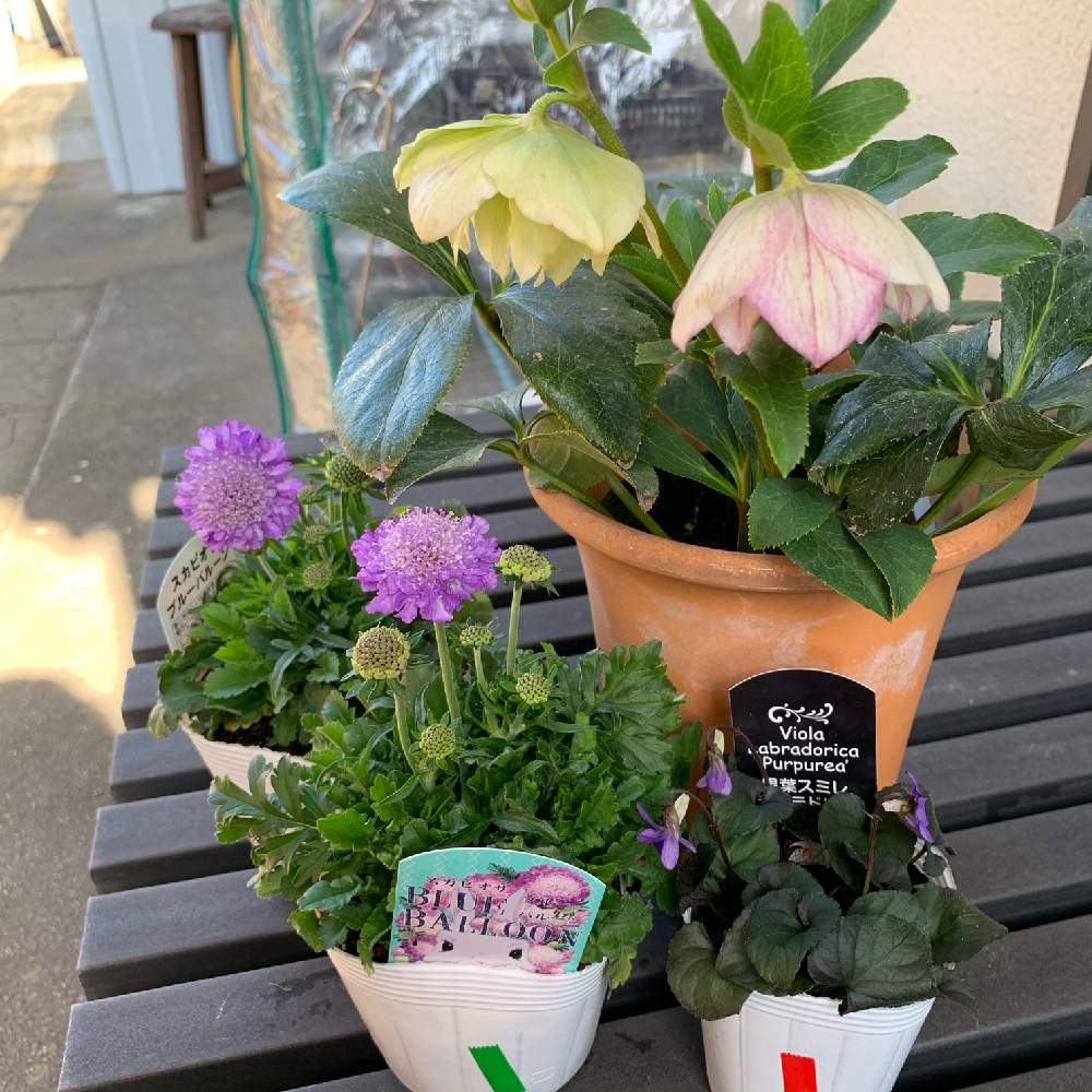 フローラ黒田園芸の投稿画像 By みかんさん 暮らしを楽しむと庭のある暮らしとお迎えとガーデニングと花のある暮らしと暮らしとクリスマスローズとスカビオサ ブルーバルーンと黒葉スミレ ラブラドリカと小さな庭とスミレ科と穏やかな時間とフローラ黒田園芸と暮らしを