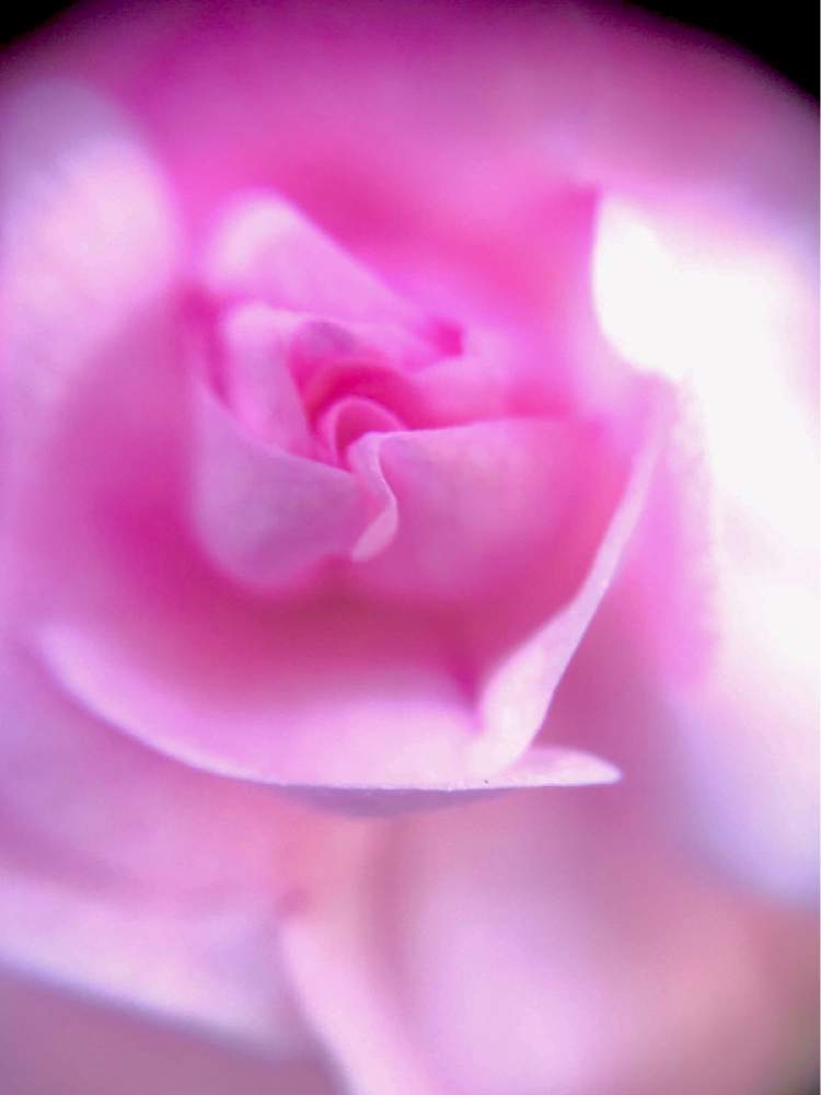 梅の花の投稿画像 By ヒーちゃんさん ピンクの花と誕生花と斎藤茂吉と夕刊紙の日と花言葉とすずちゃんの スマホで写真講座と多肉女子とアララギ と夕刊紙フジと俳句と花のある暮らしとみちのくと家庭菜園奮闘日記とバラ ミニバラと火曜日と知恵 月2月25日