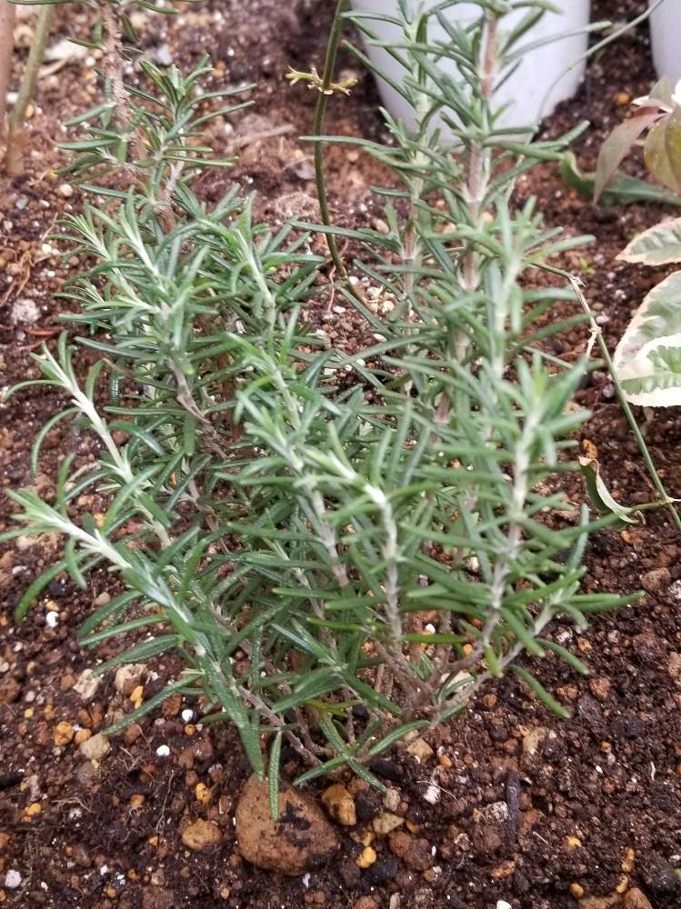 ローズマリー マリンブルーの投稿画像 By りょうたんさんさん 地植えと花壇と花のある暮らしとと小さな庭と地植えと花壇と花のある暮らしと 月2月25日 Greensnap グリーンスナップ Greensnap グリーンスナップ