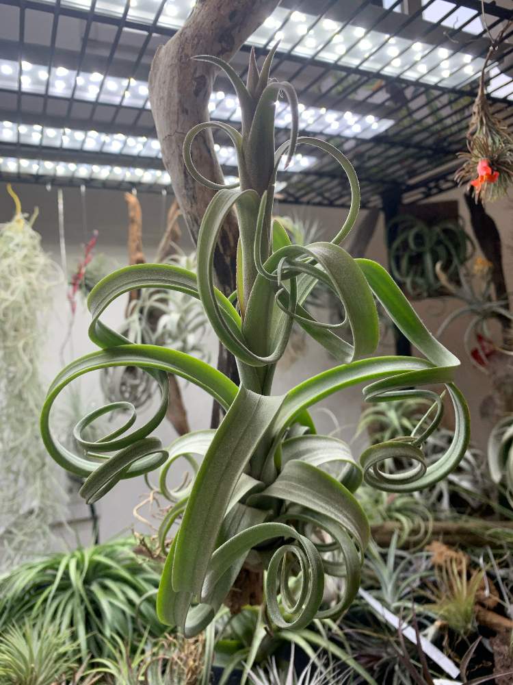 最高級の カーリースリム size大 水苔 ロングリーフ チランジア 植物 