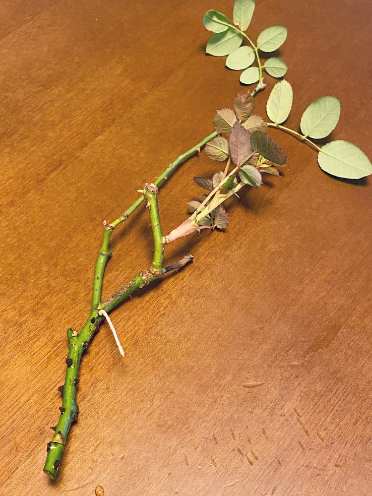 アワーラストサマーの投稿画像 By なおさん たのしみ と挿し芽と植物愛がとまらないとよろしくお願いしますとアワーラストサマー と大好きと挿し木 と植中毒と根っこと水耕栽培と小さな幸せ と挿し穂とうれしい と可愛いと花のある暮らしとバラ ミニバラとピンク