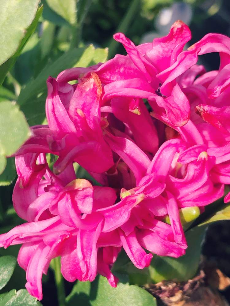 ヒヤシンスの投稿画像 By キミさん キラキラ と寄せ植えと満開と嬉しいとキレイ とピンク ピンクと元気 と春が待ち遠しいともうすぐ春と綺麗 な色 と小さい花と花のある暮らしと晴れと色がキレイと今朝の1枚とワクワク とかわいい と素敵とやっと咲いた