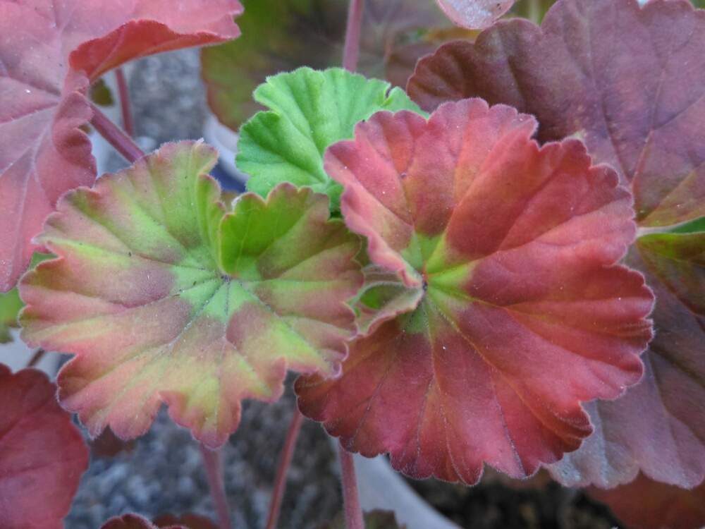 ローズゼラニウムの葉の投稿画像 By ヤマボウシさん 鉢植えと自宅のガーデン 月2月25日 Greensnap グリーンスナップ