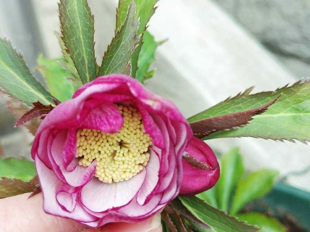 クリスマスローズ未開花株~どんなお花が咲くかしら クリスマスローズ未開花株~どんなお花が咲くかしら