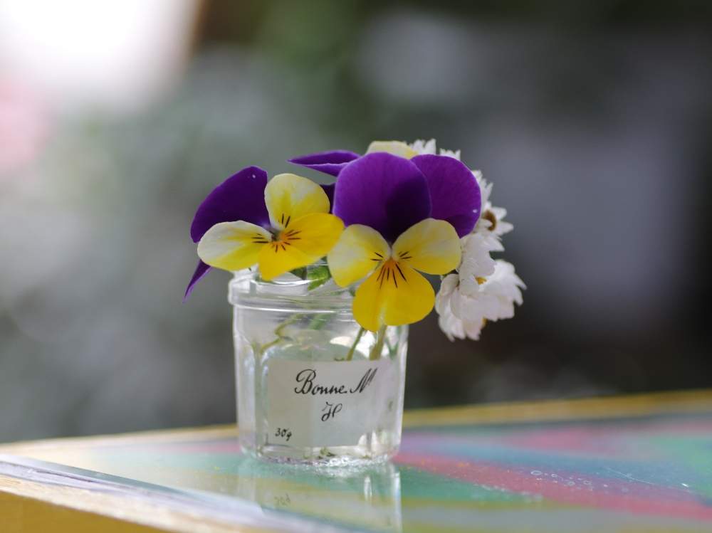 ビオラの投稿画像 By 葉っぱ さん 一眼レフと花瓶と鮮やか パープル 紫色と紫色の花と白い花と花かんざし とビオラ パンジーと春の訪れと単焦点レンズと穏やかな春の日と花のある暮らしと春の香り 月2月25日 Greensnap グリーンスナップ