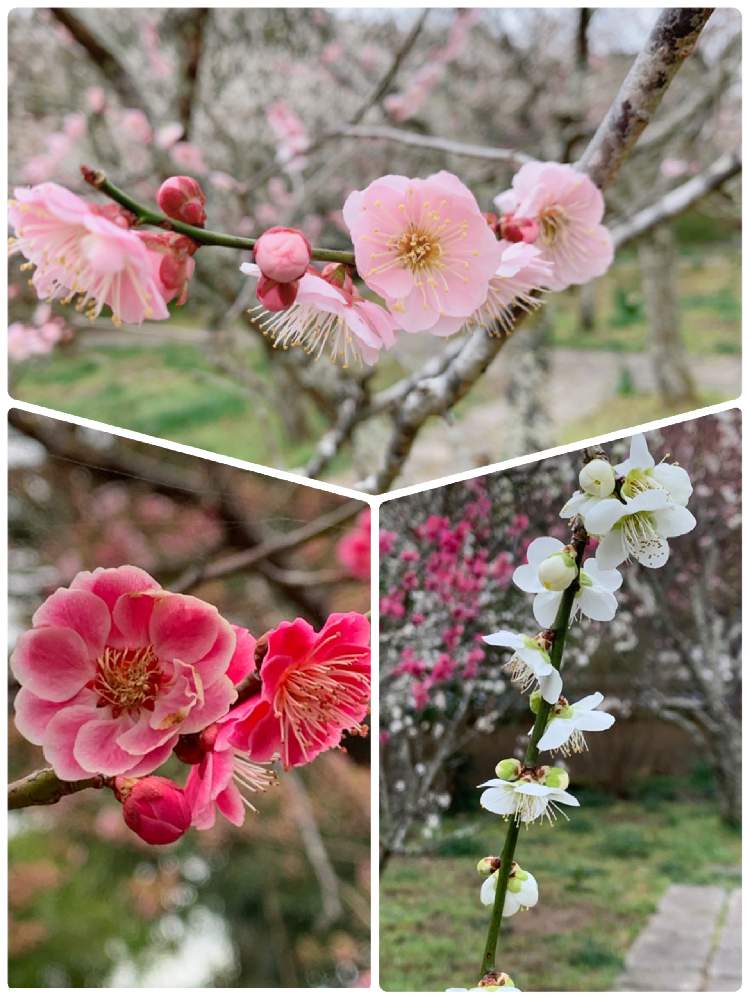 淡いピンクの梅の花の投稿画像 By けいさん しだれ梅 白と濃いピンクの梅の花と観心寺と白い梅の花と花のある暮らし 月2月25日 Greensnap グリーンスナップ