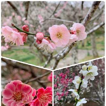 淡いピンクの梅の花の投稿画像一覧 Greensnap グリーンスナップ