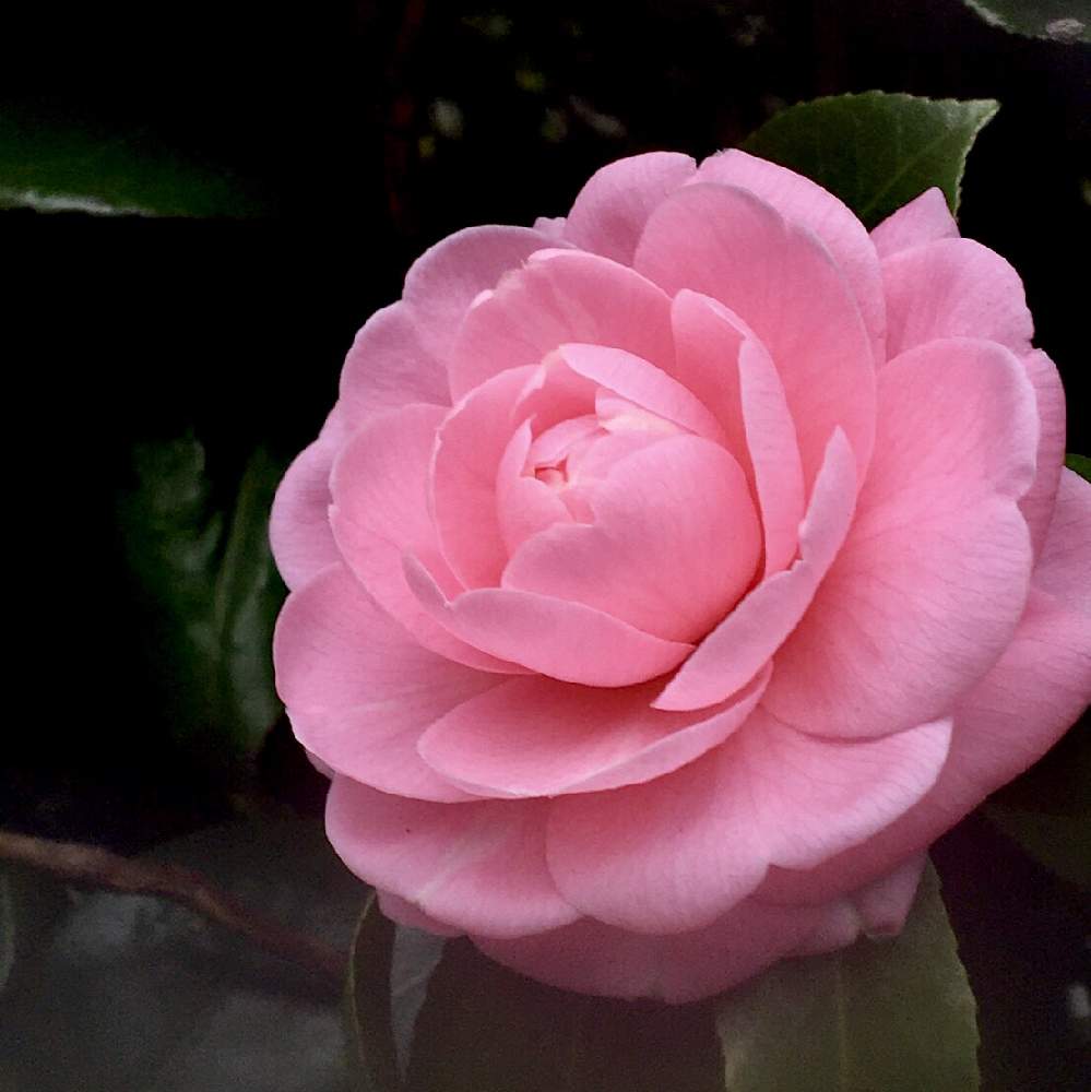 サカタのタネの投稿画像 By ヒーちゃんさん カメリア 椿とピンクの花と相模原公園と花言葉と花の撮り方と花のある暮らしとバラ ミニバラと火曜日 月2月25日 Greensnap グリーンスナップ