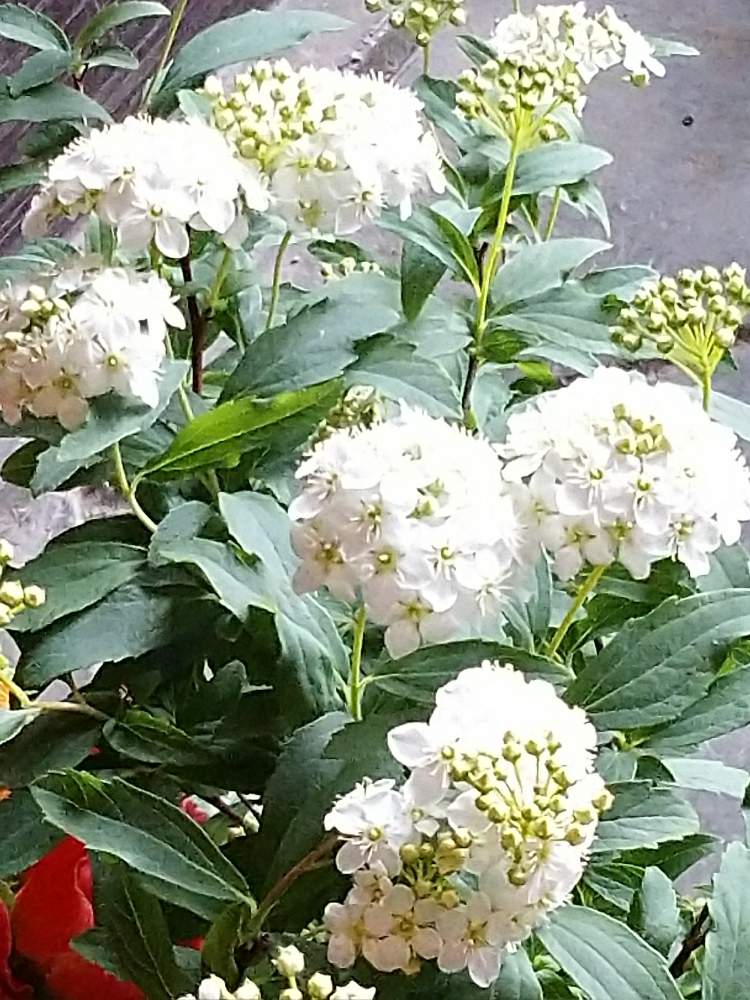こでまりの投稿画像 By ももちゃんさん 温かい冬と名前が可愛いとこころ ほころぶと冬のお楽しみ と花のある暮らしと清楚な白いお花と純白の花びら 月2月25日 Greensnap グリーンスナップ