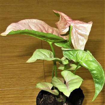 ラブリーシンゴニウム 花 言葉 最高の花の画像