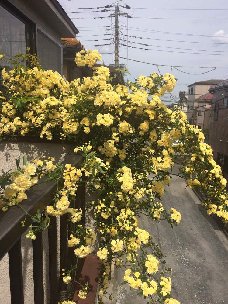 モッコウバラ 黄 の投稿画像 By プーななさん 月2月26日 Greensnap グリーンスナップ