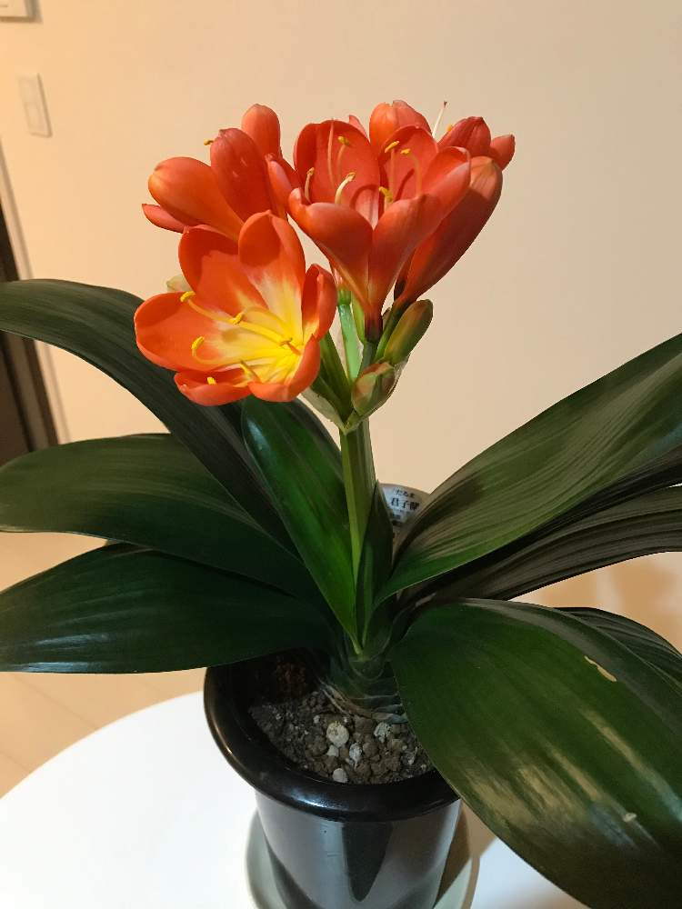 蘭蘭さんの投稿画像 02 26 00 41 24 0 Greensnap グリーンスナップ Greensnap グリーンスナップ