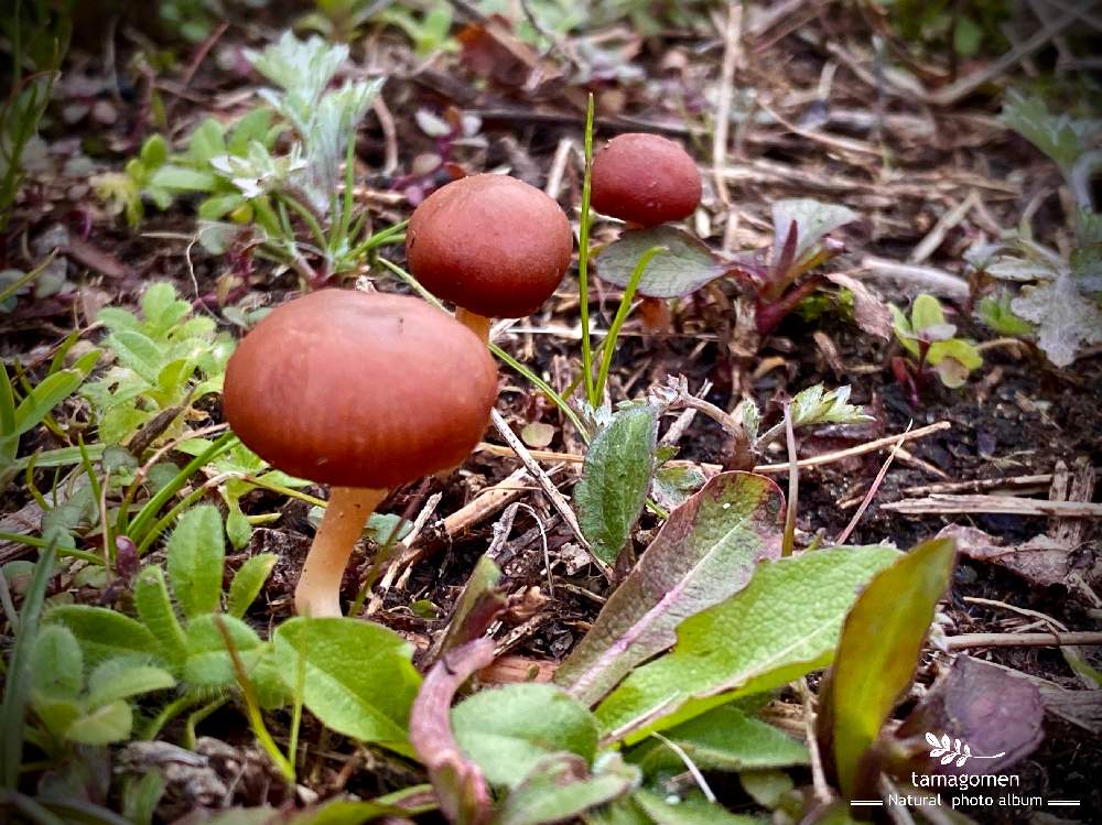 植物観察日記の投稿画像 By たまごめん さん 公園の茸とiphone11promaxと雨降りと奈良県奈良市と恐らく毒茸と気温8 と毒キノコ と茸 とキノコ 月2月26日 Greensnap グリーンスナップ