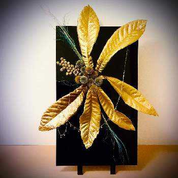 フェザーグラスの投稿画像一覧 Greensnap グリーンスナップ