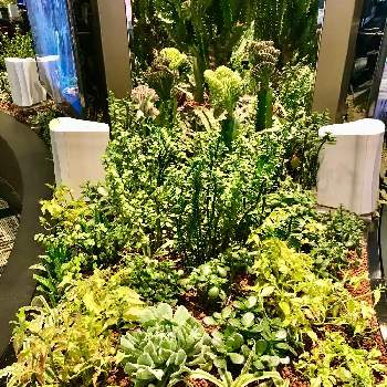 シンガポールで出会った植物の画像 by チャーさん | お出かけ先とチャーさんのリポートとシンガポールで出会った植物とシンガポールとチャンギ国際空港と季節の 便りとチャーさんの 里山歩きと空港と自然観察