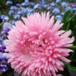 イタリアの国花の一覧 Greensnap グリーンスナップ イタリアの国花の一覧 Greensnap グリーンスナップ