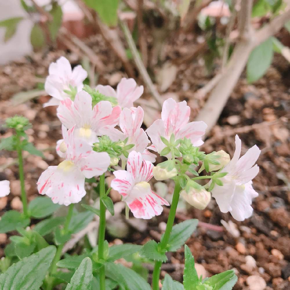 宿根ネメシア フェアリーマーブルピンクの投稿画像 By Ri3さん 地植えと宿根と花のある暮らしと地植えと宿根と花のある暮らし 月2月26日 Greensnap グリーンスナップ Greensnap グリーンスナップ