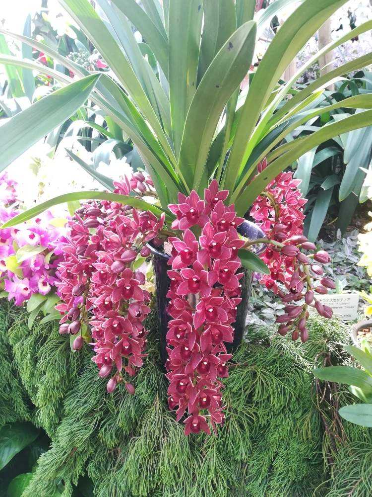 広島市植物公園の春の特別ラン展に行きました。｜🍀GreenSnap