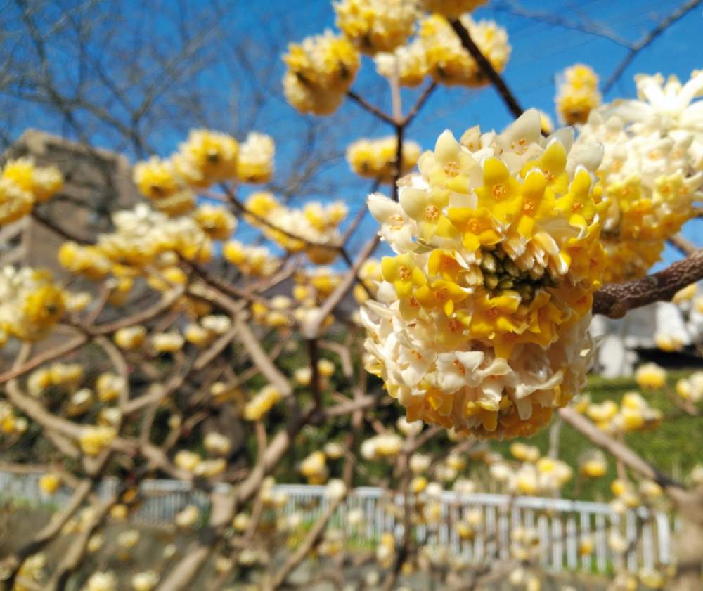 ミツマタの投稿画像 By リュウさん タイリンミツマタと黄色い花と黄色と黄色の花と幸せの黄色い花とお出かけ先と黄色い花と黄色と黄色の花と幸せの黄色い花 月2月26日 Greensnap グリーンスナップ Greensnap グリーンスナップ