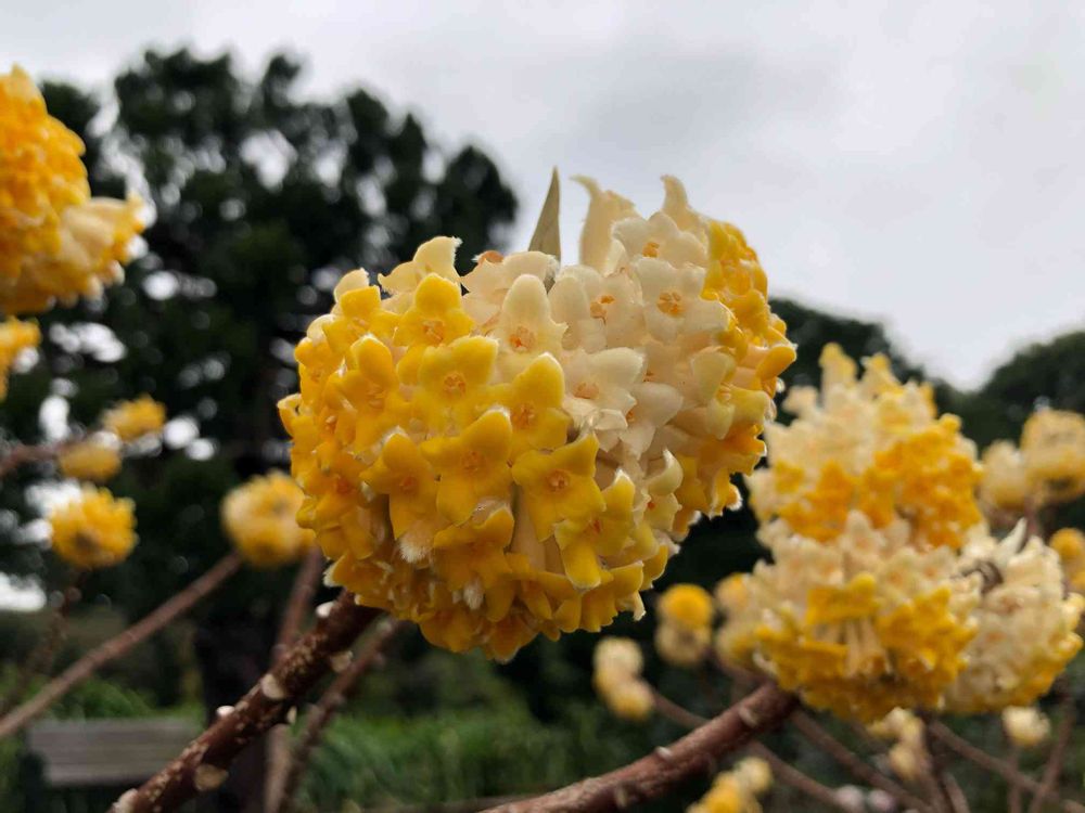 ピノ太郎さんの港の見える丘公園への投稿