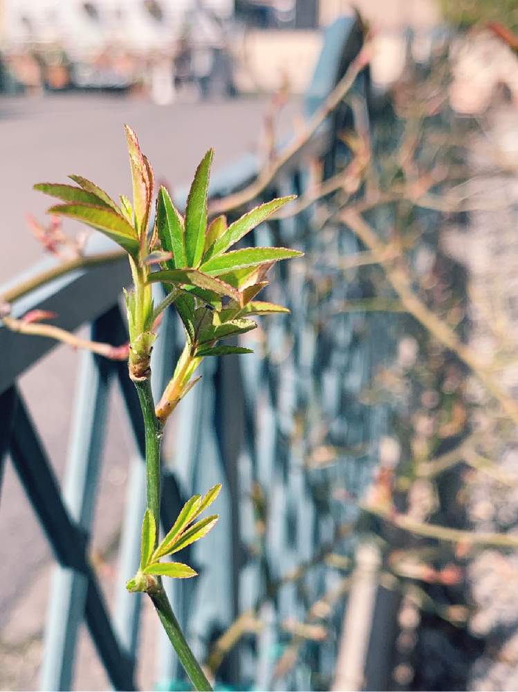 モッコウバラの投稿画像 By Buchiさん 白モッコウバラとかわいい と冬の庭とgs映えといい感じ とgs日和と今日の一枚と今日のお花と今日のお庭と花のある暮らしとかわいいな と青空の下と新芽 月2月26日 Greensnap グリーンスナップ