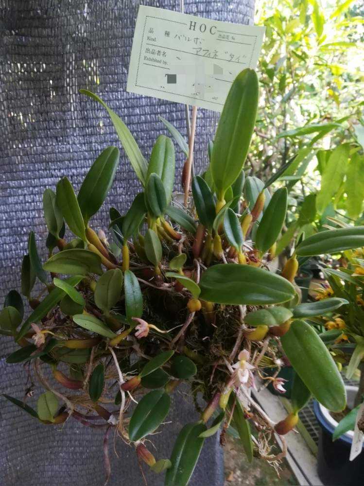 クスクスラン　クスクス蘭　西表産　着生蘭　バルボフィラム クスクスラン クスクス蘭 西表産 着生蘭 バルボフィラム - メルカリ