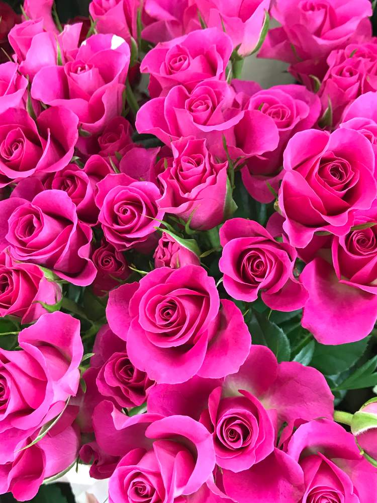 スプレーバラ クリスチャンの投稿画像 By アトリエkさん 花材とatelierkとアトリエケイと淀屋橋花屋と花 のある暮らしとアトリエkとバラ ミニバラと お部屋を彩る 春の花 フォトコンとお花屋さんと切り花と花材とatelierkとアトリエケイと淀屋橋花屋と花のある暮らし