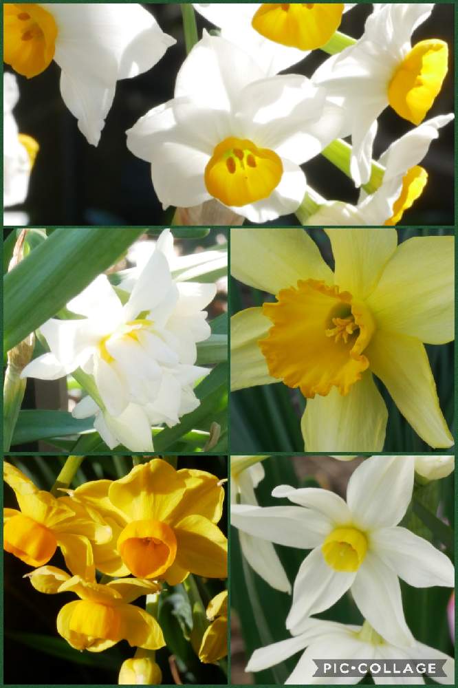 ラッパスイセンの投稿画像 By グリーンさん 八重咲きスイセン とキズイセンとグランドモナークとニホンズイセンとgs映えとgs日和と白いお花と黄色いお花大好き協会とガーデニングと花のある暮らし 月2月26日 Greensnap グリーンスナップ