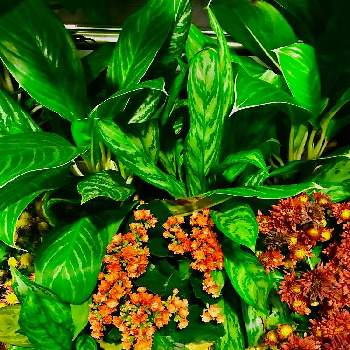 シンガポールで出会った植物の画像 by チャーさん | お出かけ先と名前を教えて！とチャーさんのリポートと観葉植物とシンガポールで出会った植物とシンガポールとチャンギ国際空港と旅先と季節の 便りとチャーさんの 里山歩きと散歩と空港とシンガポール旅行日記と自然観察