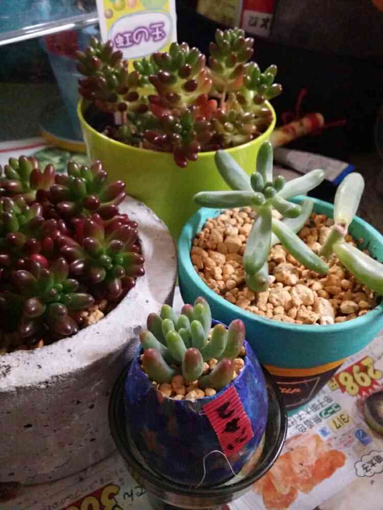 虹の玉、恋心、乙女心成長記録｜🍀GreenSnap（グリーンスナップ）