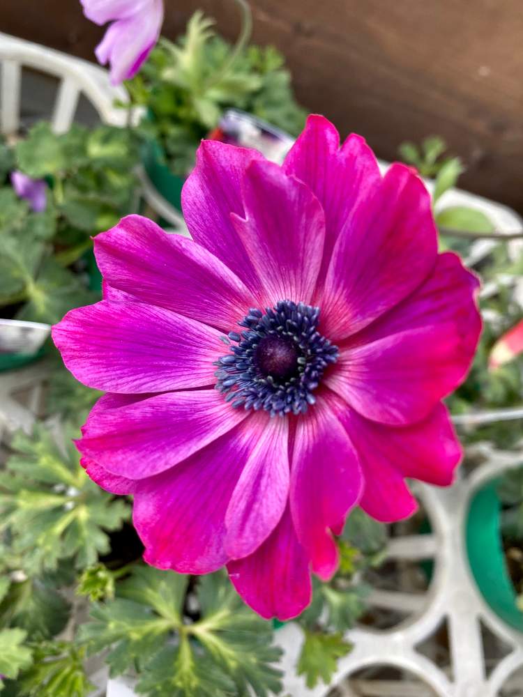 アネモネ フルゲンスの投稿画像 By さいたまさん アネモネと一輪の魅力と休日の癒し方 と赤の輝き と近所の園芸店とgsの皆様に心から感謝 とイキイキ とアネモネ好きと小さい花の癒し と素敵なピンクと花のある暮らしと花びらの魅力 と紫色の花に弱い