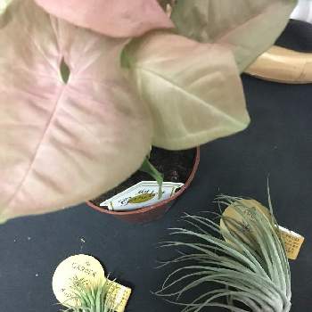 ラブリーシンゴニウム 花 言葉 最高の花の画像
