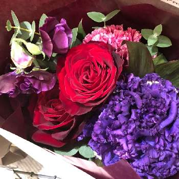 八重トルコききょうの投稿画像一覧 Greensnap グリーンスナップ