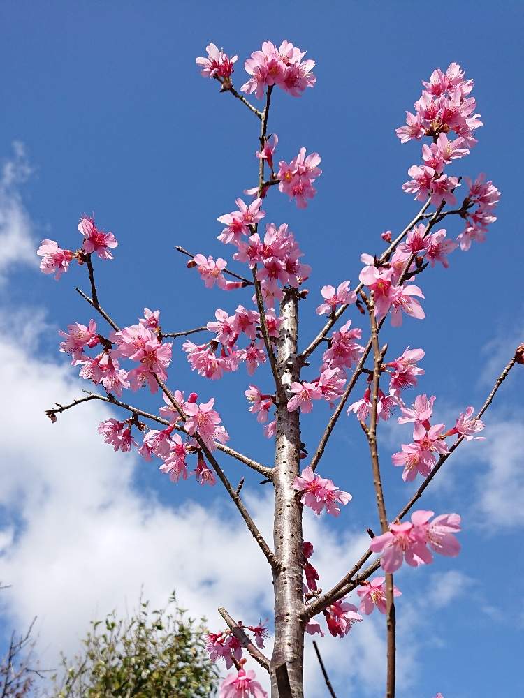 オカメ桜の投稿画像 By Miccoさん 今日の一枚と花のある暮らしと春のお花とピンク色の花 月2月26日 Greensnap グリーンスナップ