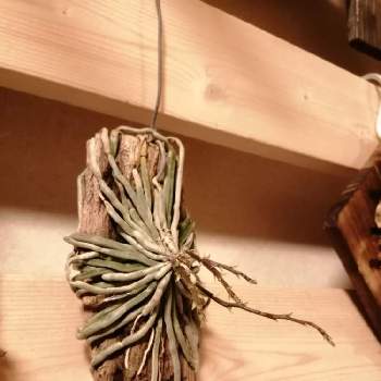キロキスタ属の画像 by チャーミーさん | キロキスタ パリシーと植物のある暮らしと植中毒とキロキスタ属