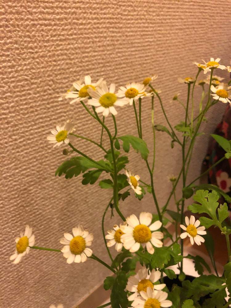 マトリカリアの投稿画像 By ちゅどんさん 月2月26日 Greensnap グリーンスナップ マトリカリアの投稿画像 By ちゅどんさん 月2月26日 Greensnap グリーンスナップ