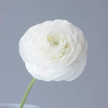 1輪の花贈りの投稿画像一覧 Greensnap グリーンスナップ