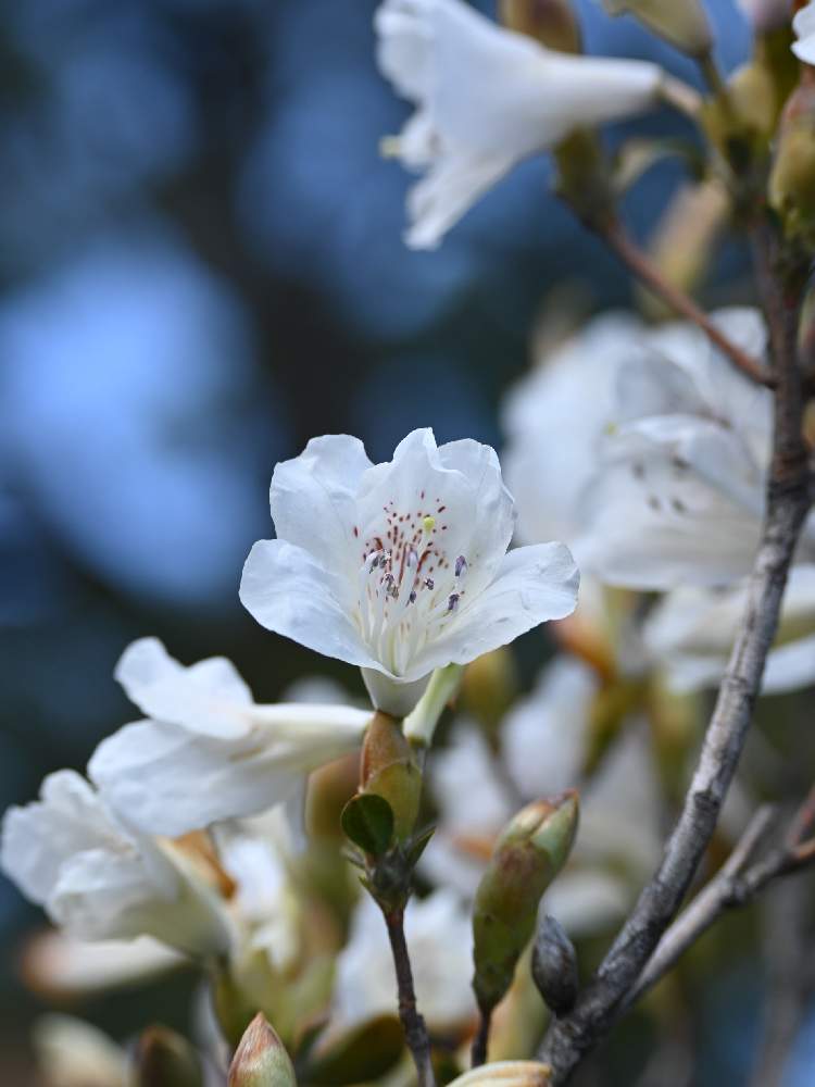 サクラツツジの投稿画像 By てもさん 白い花とツツジと白い花 月2月27日 Greensnap グリーンスナップ Greensnap グリーンスナップ