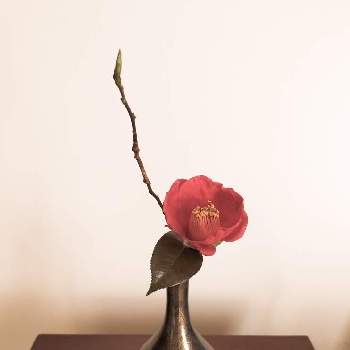 瓶花の画像 by 熊野寿哉さん | 部屋とつばきと投げ入れと和物と日本の伝統と和花と今日の一枚と今日のお花と瓶花といけばなと花のある暮らしと『お部屋を彩る、春の花』フォトコンと生け花