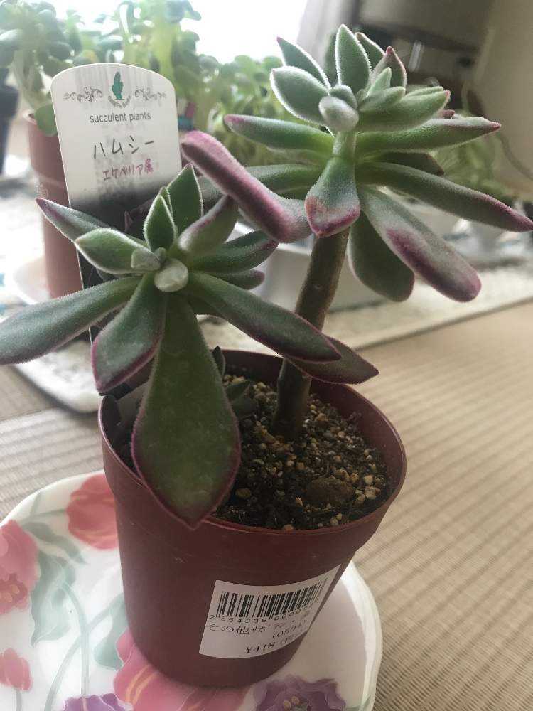 多肉ちゃんの成長記録｜🍀GreenSnap（グリーンスナップ）