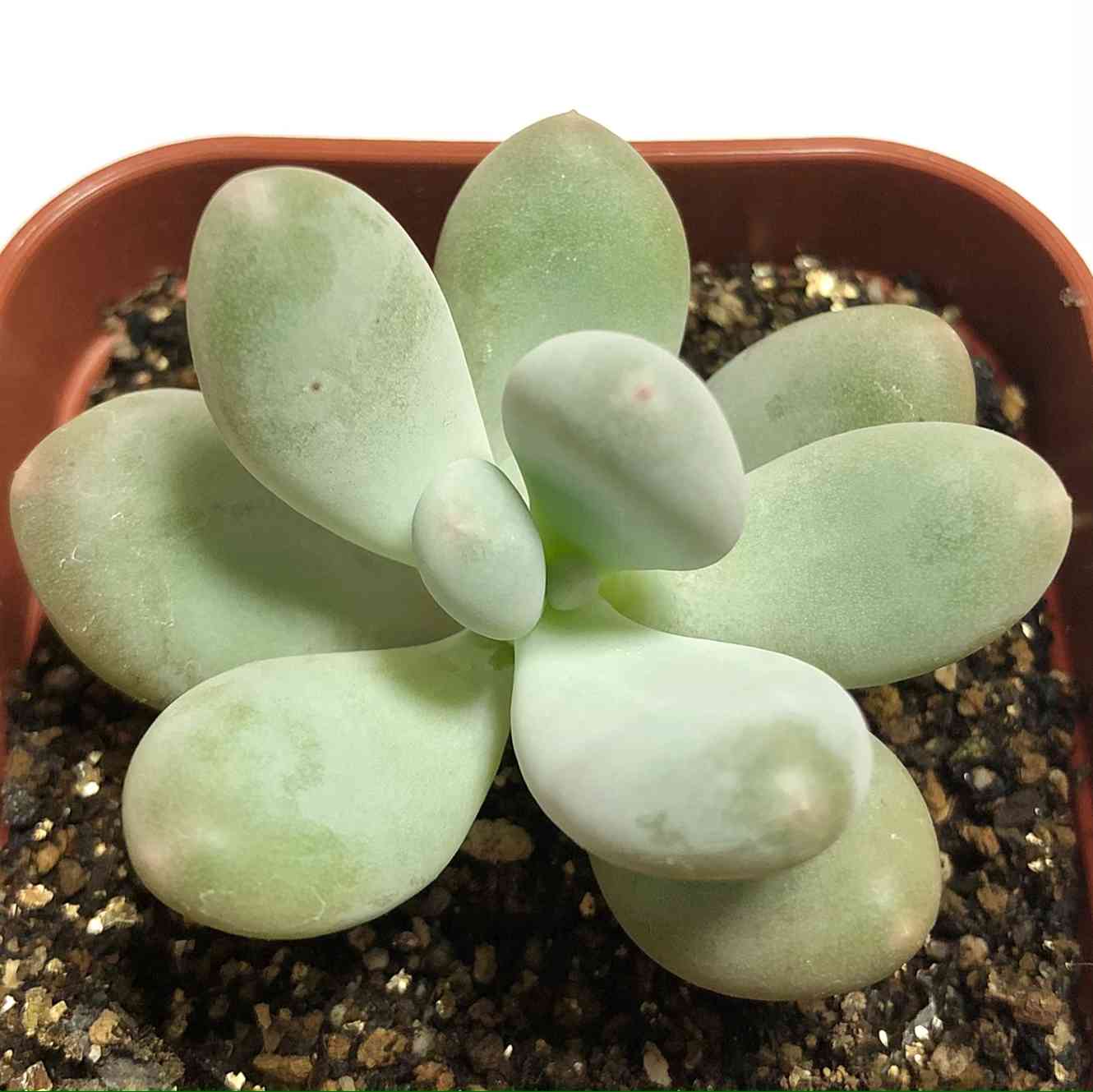 特価>多肉植物 月下美人/月花美人 葉挿し50枚 + 発芽済み葉挿し12枚 特価>多肉植物 月下美人/月花美人 葉挿し50枚 + 発芽済み葉挿し12枚