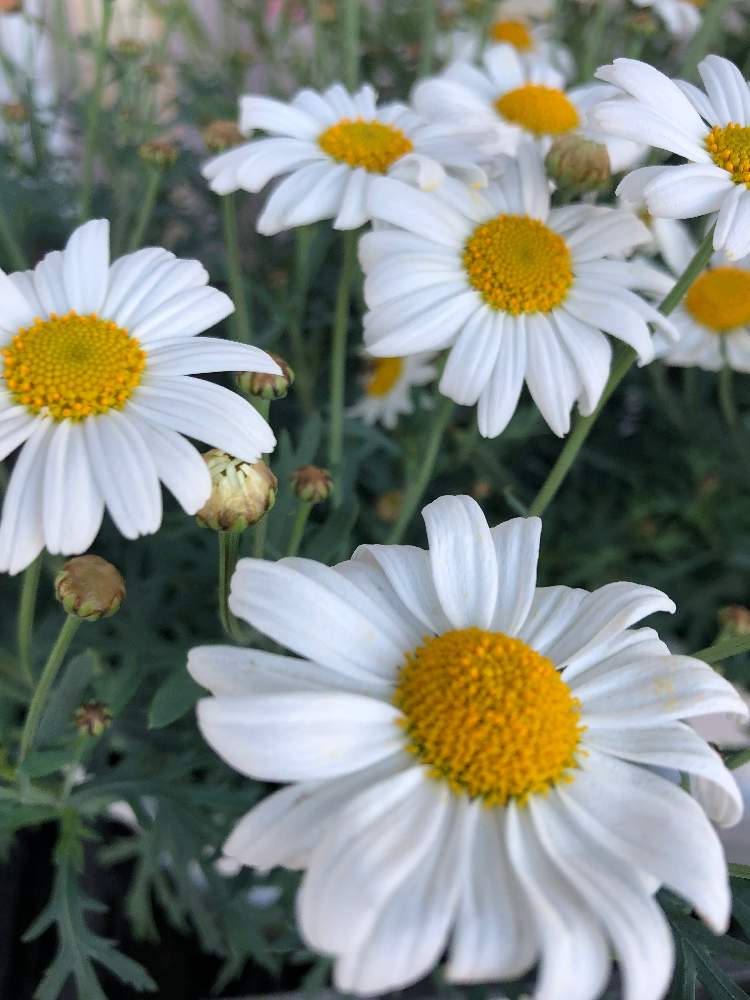 マーガレットの投稿画像 By プルメリアさん 植物のある暮らしとかわいい と癒しと今日の一枚とガーデニングと花のある暮らしと白い花とお花好きと白い植物フォトコン 月2月27日 Greensnap グリーンスナップ